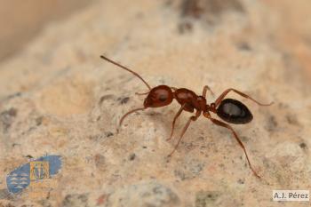 Camponotus_guanchus (1)