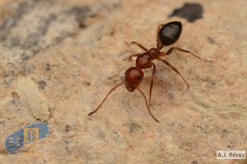 Camponotus_guanchus (2)
