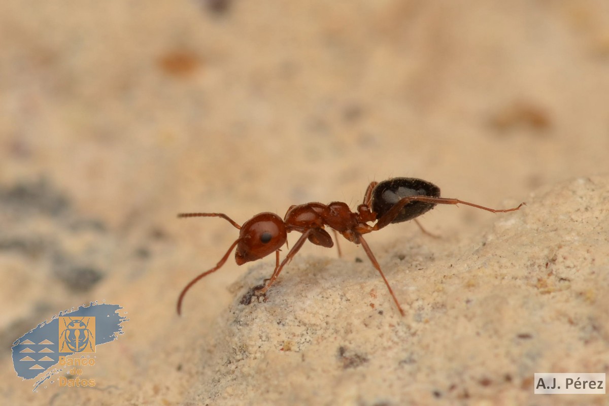 Camponotus_guanchus
