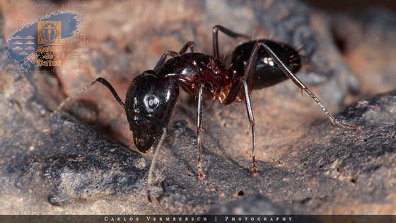 Camponotus heperius