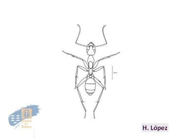 Camponotus_hesperius