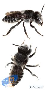 Megachile canariensis