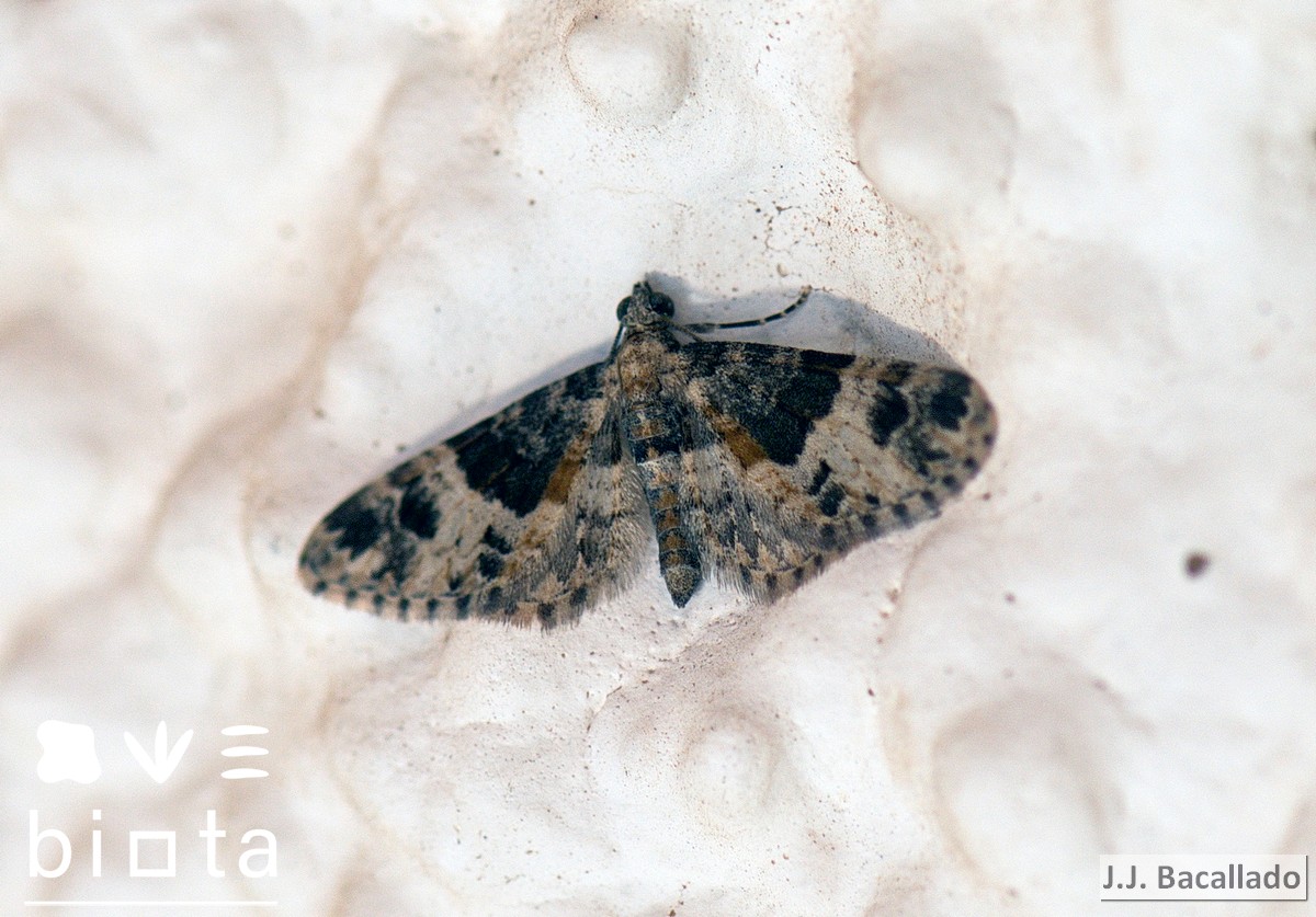 Eupithecia stertzi