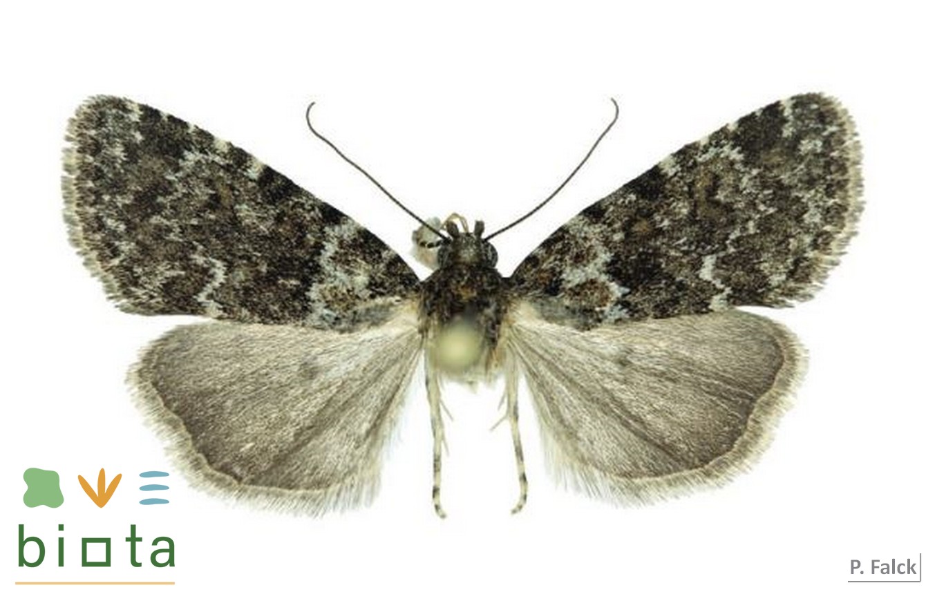 Nyctobrya canaria (2)