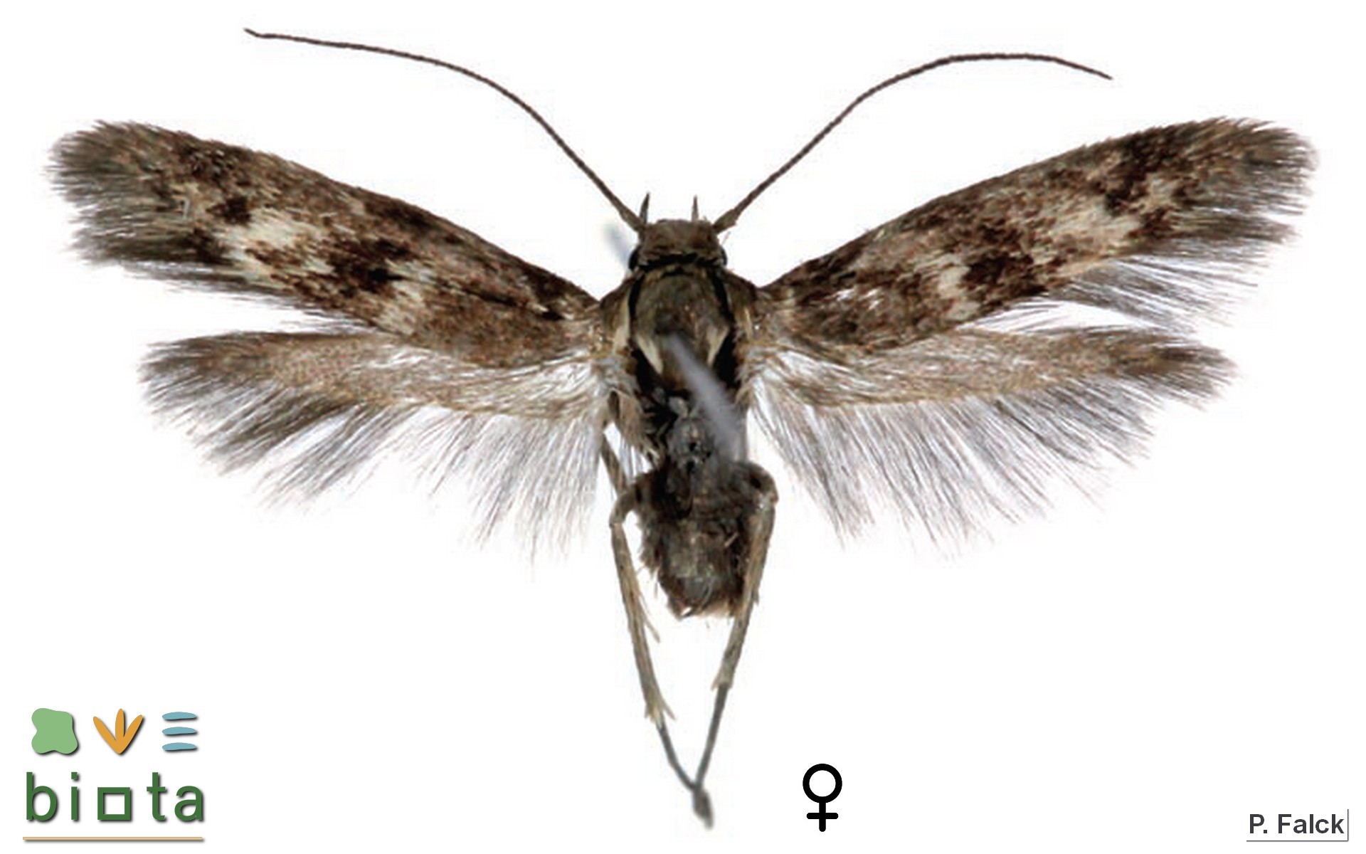 Scythris petrella (1)