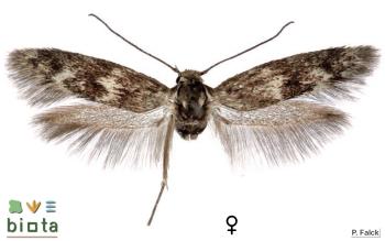 Scythris petrella (3)