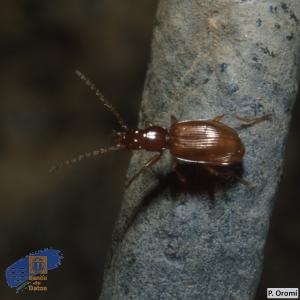 Trechus minioculatus