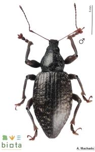 Laparocerus undatus (2)