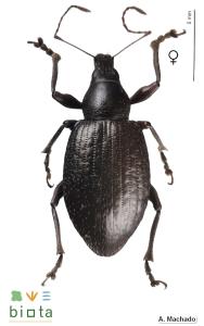 Laparocerus undatus