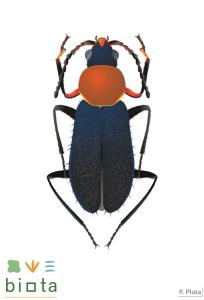 Attalus coeruleipennis