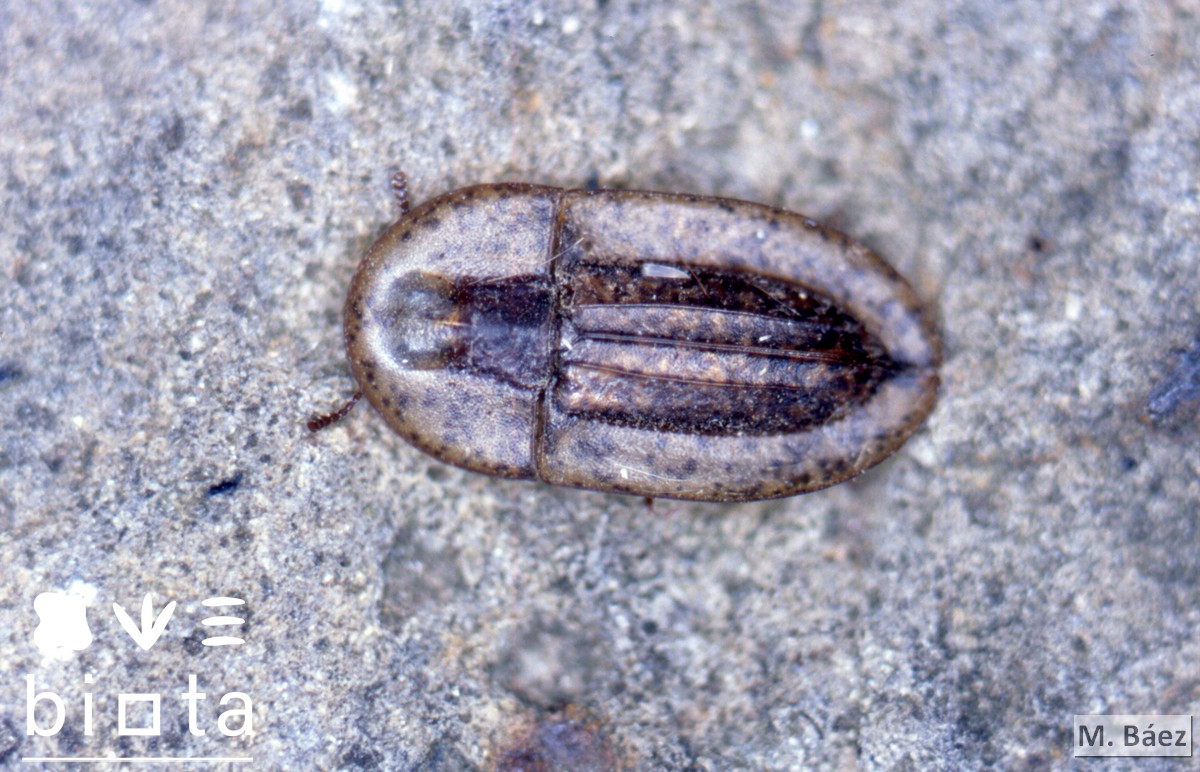 Cossyphus moniliferus