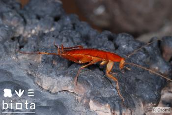 Loboptera subterranea_hembra (2)
