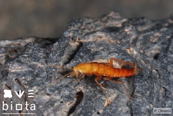 Loboptera troglobia macho