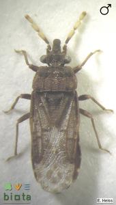 Aradus flavicornis (2)