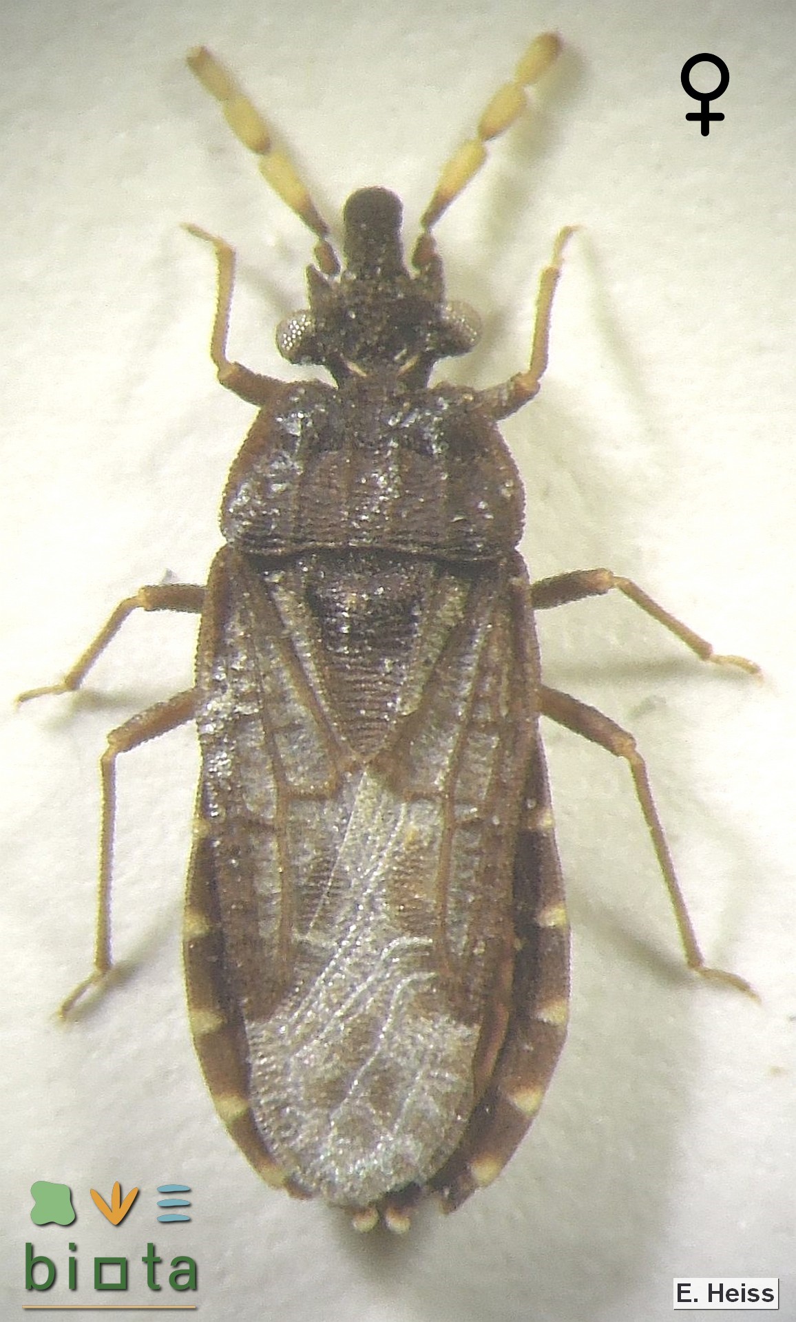Aradus flavicornis