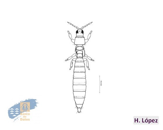 Thrips_angusticeps_hembra