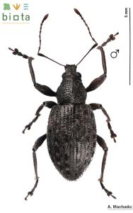Laparocerus acyphus (2)