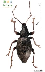 Laparocerus elongatus mucronatus