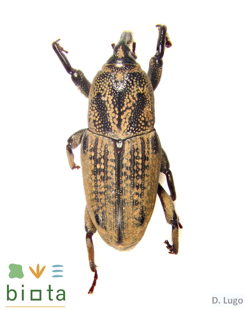 Sphenophorus venatus venatus