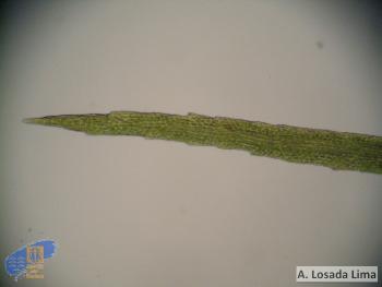 Echinodium spinosum4