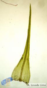 Echinodium spinosum1