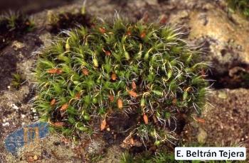 Grimmia_trichophylla