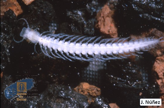 Morlockia ondinae