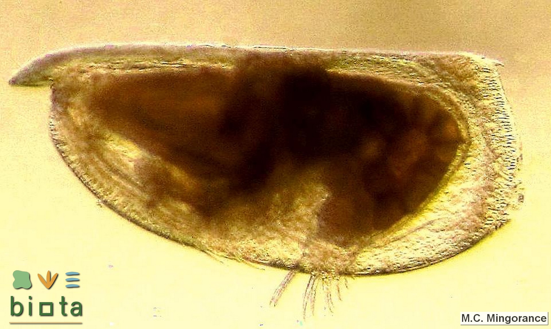 Disconchoecia elegans
