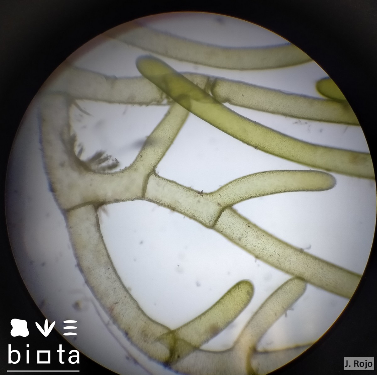 Cladophoropsis membranacea