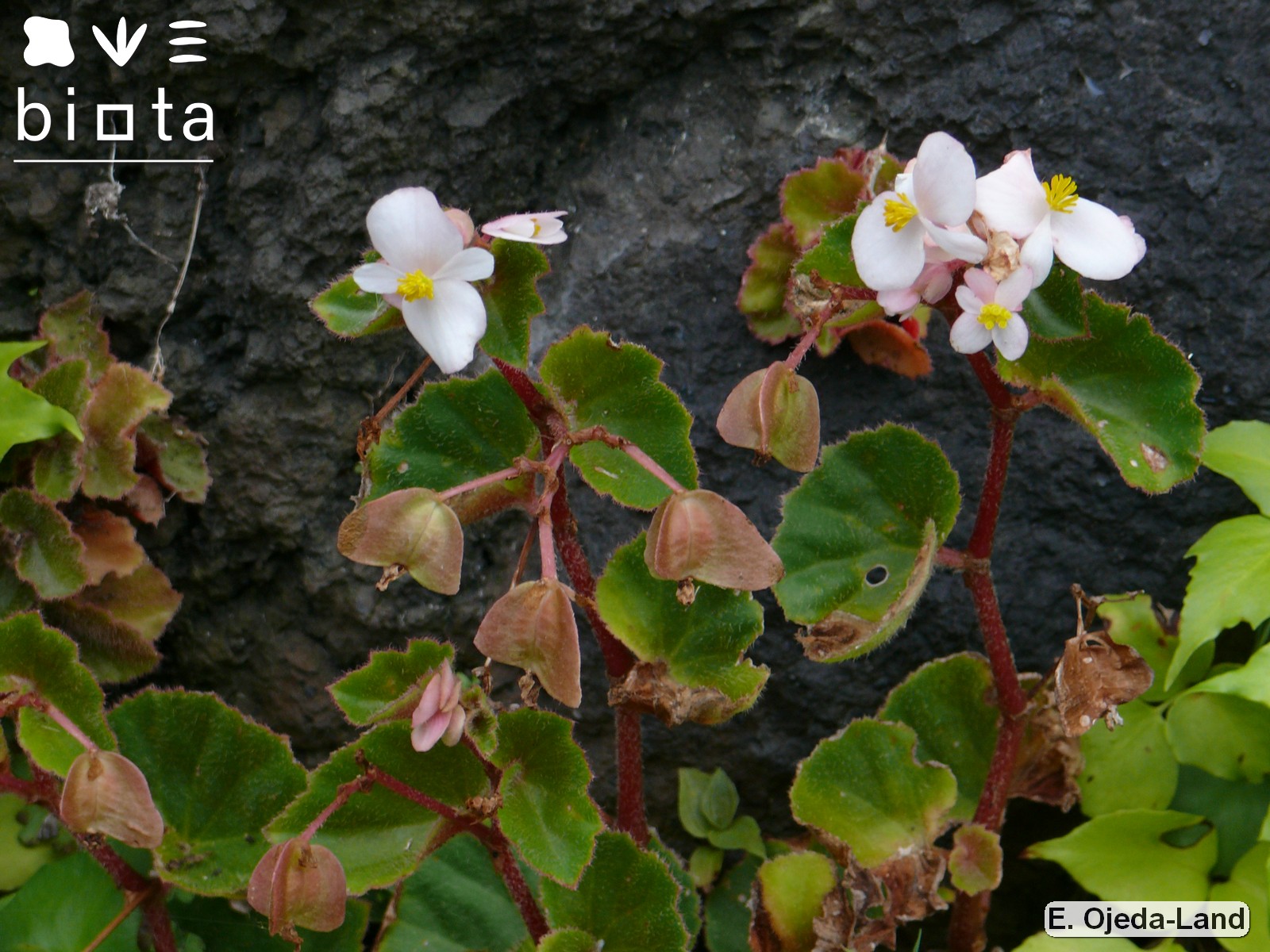 Begonia schmidtiana (2)