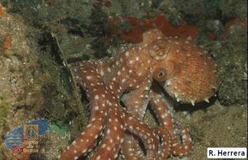 Octopus_macropus