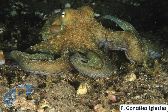 Octopus_vulgaris (4)