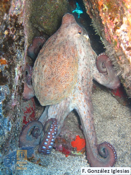 Octopus_vulgaris (5)