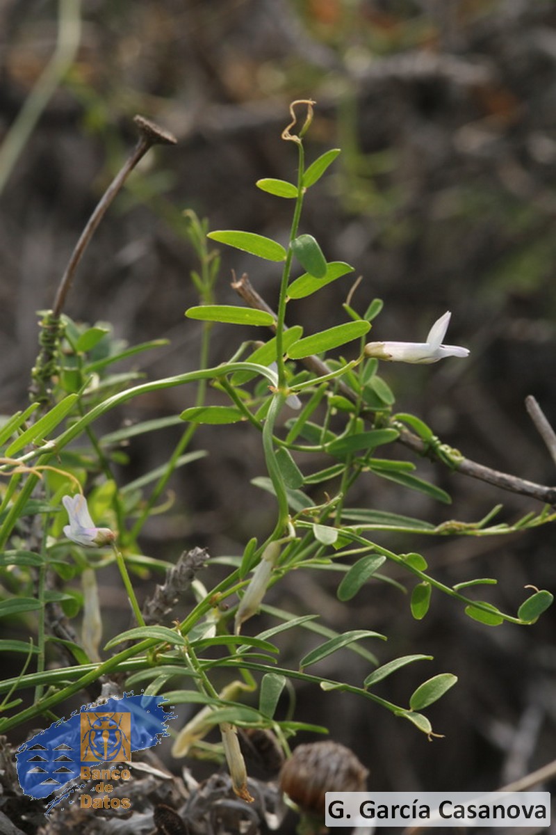 Vicia vulcanorum (2)