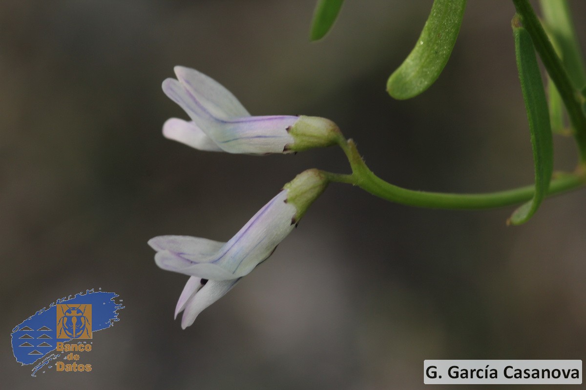 Vicia vulcanorum (3)