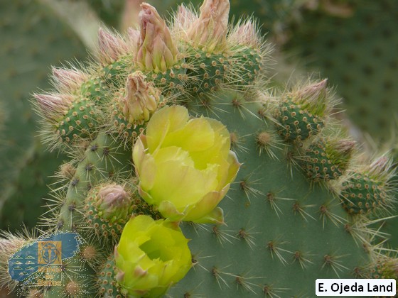 Opuntia leucotrichia (1)