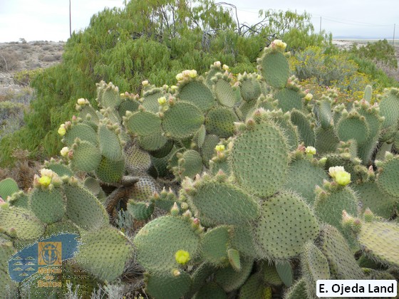 Opuntia leucotrichia (3)