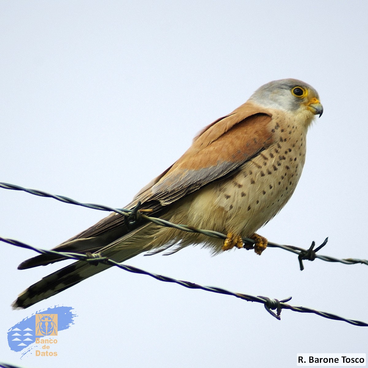 Cernícalo primilla (Falco naumanni) - foto Rubén Barone (2)