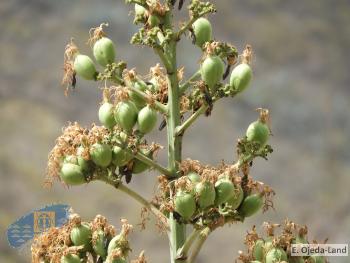 Agave angustifolia (2)