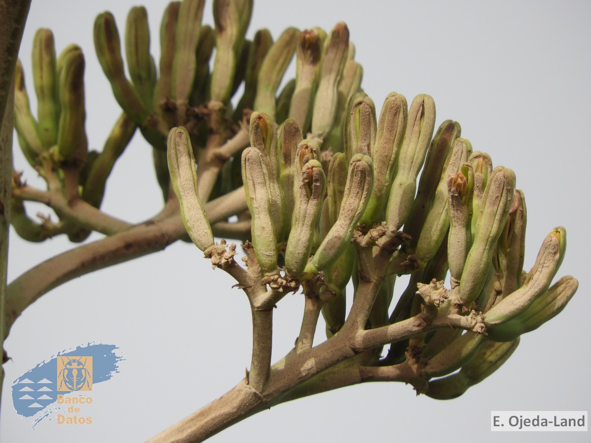 Agave angustifolia (6)