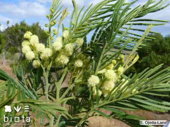Acacia mearnsii (1)