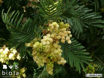 Acacia mearnsii (2)
