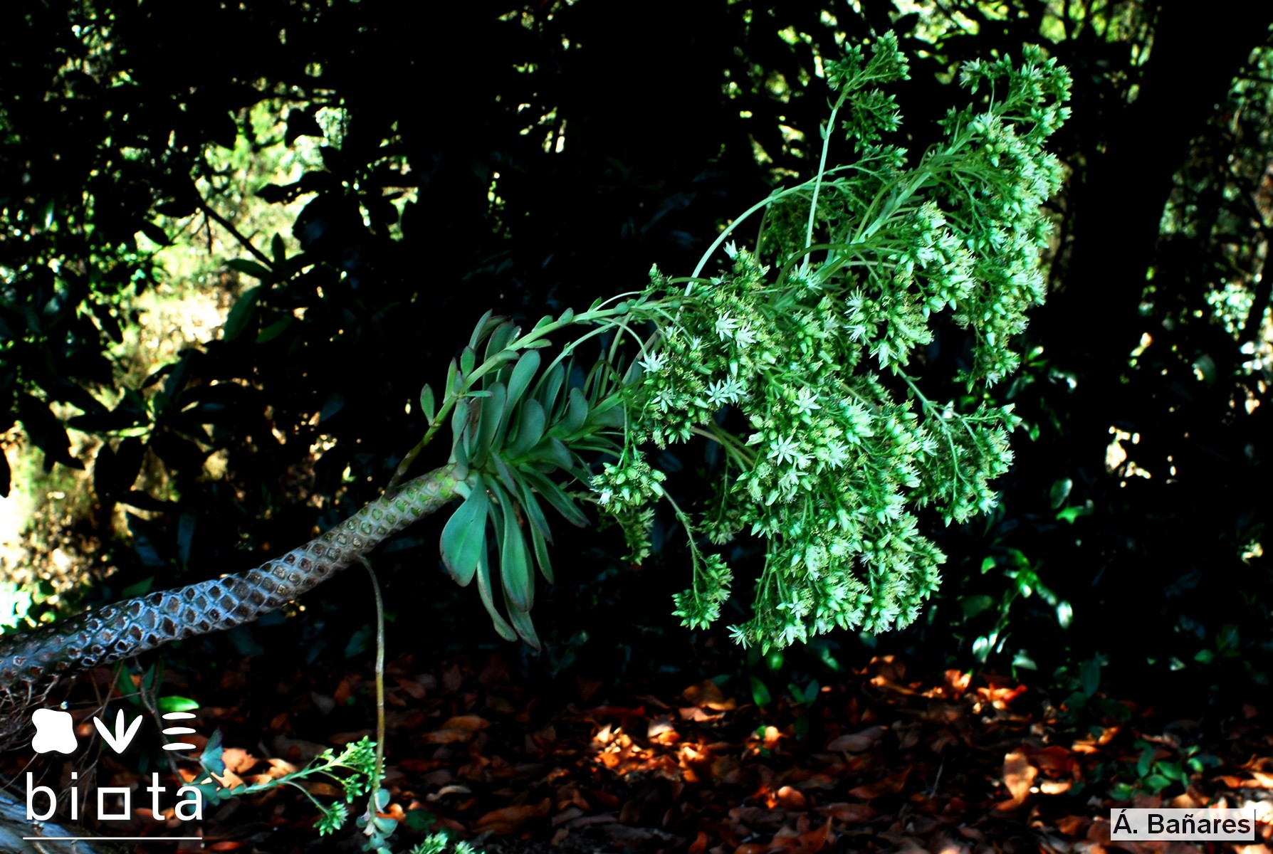 Aeonium urbicum boreale