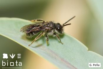 Andrena acuta acuta