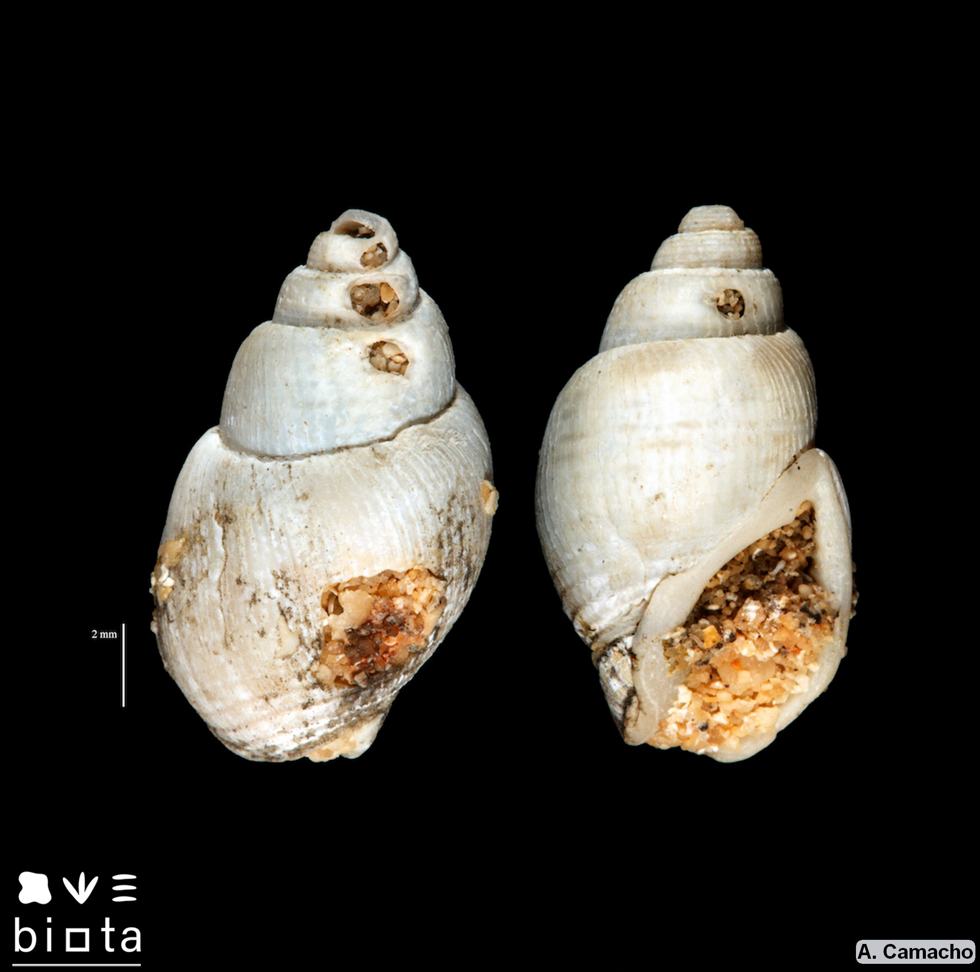 Tritia corniculum1