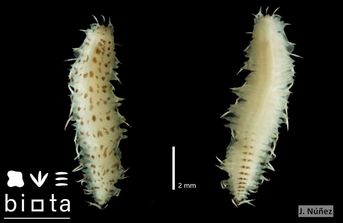 Webbnesia maculata