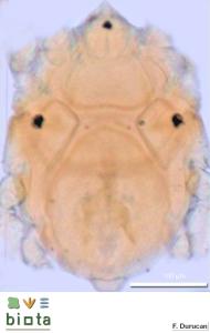 Agauopsis microhyncha