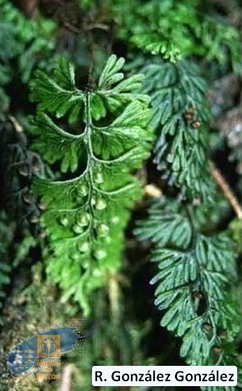 Hyménophyllum_tunbrigense