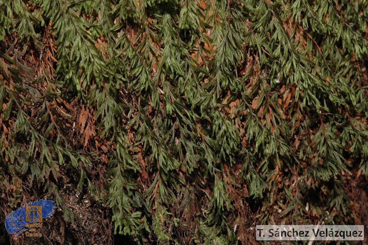 Hymenophyllum willsonii1