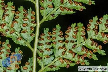 Culcita macrocarpa (7)